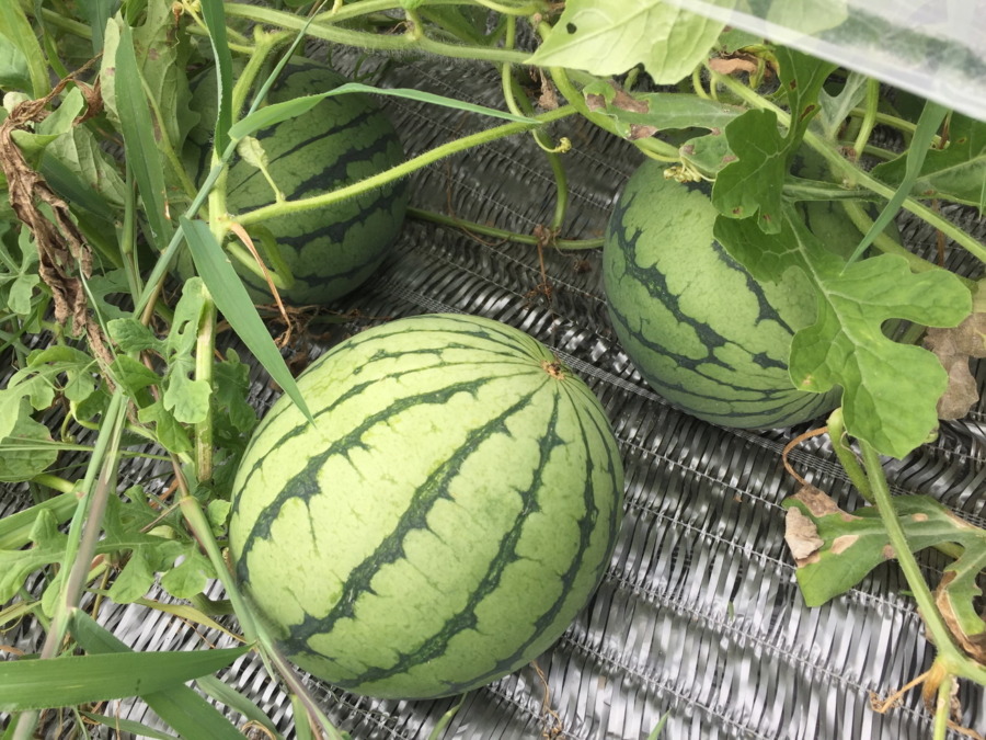 【フォト】すいかの様子。