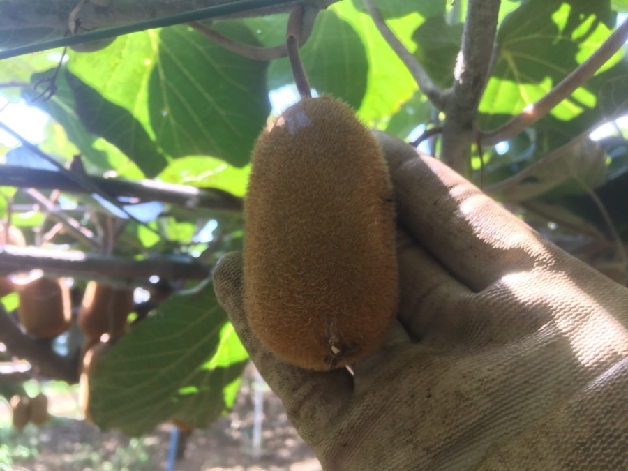 キウイのいま。