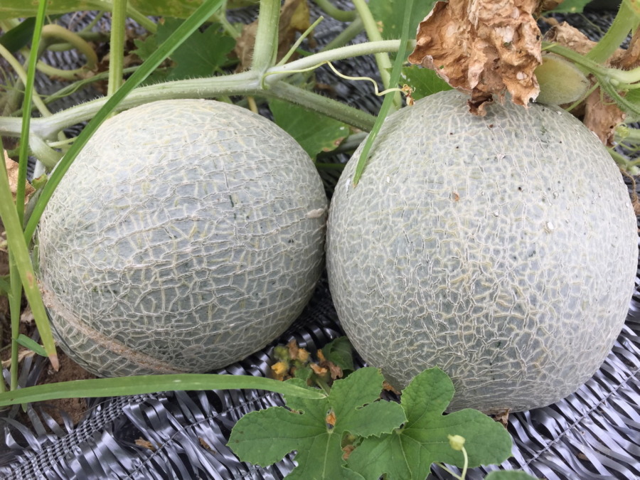 【祝：収穫期！】めろんです。