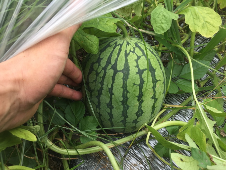 【祝：収穫期】明日、収穫配送しますyo。