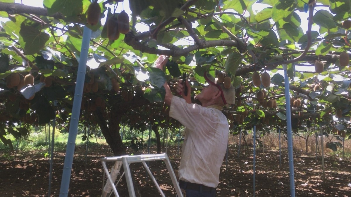 【連載キウイ講座】『枝落とし』