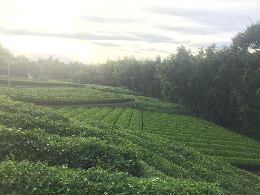 おちゃです。夏は草取り。「ヤブガラシ」の除去。