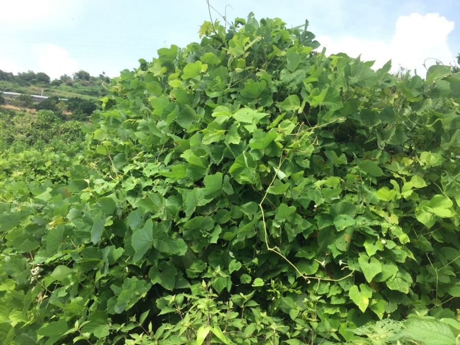 みかん草取りビフォーアフター