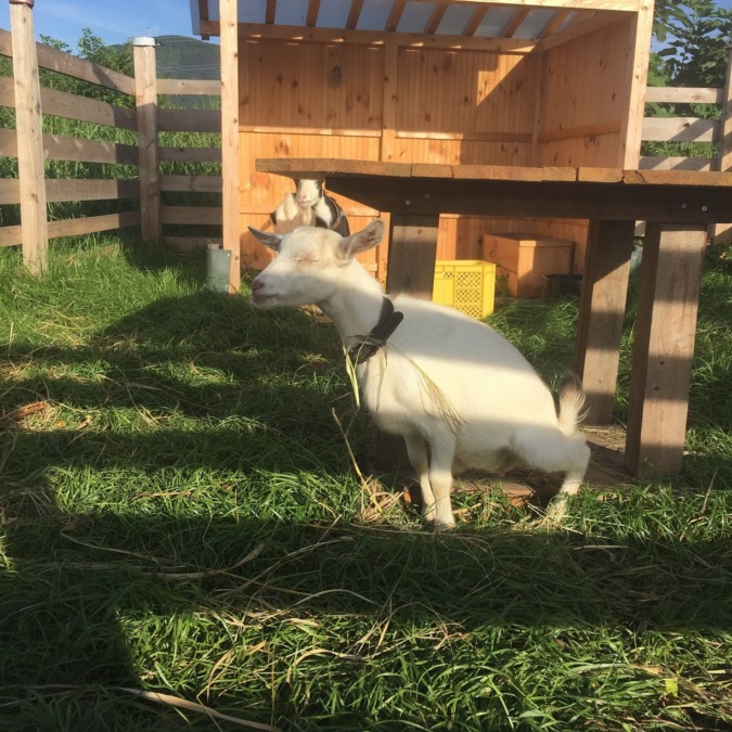 ルナのおしっこの時の表情だよ。