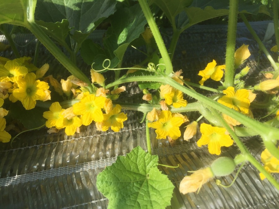 【フォト】めろんの様子。お花たくさん！ベイビもいるyo。