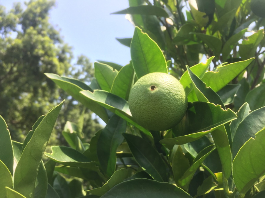 グレフルです。柑橘の近況などを。