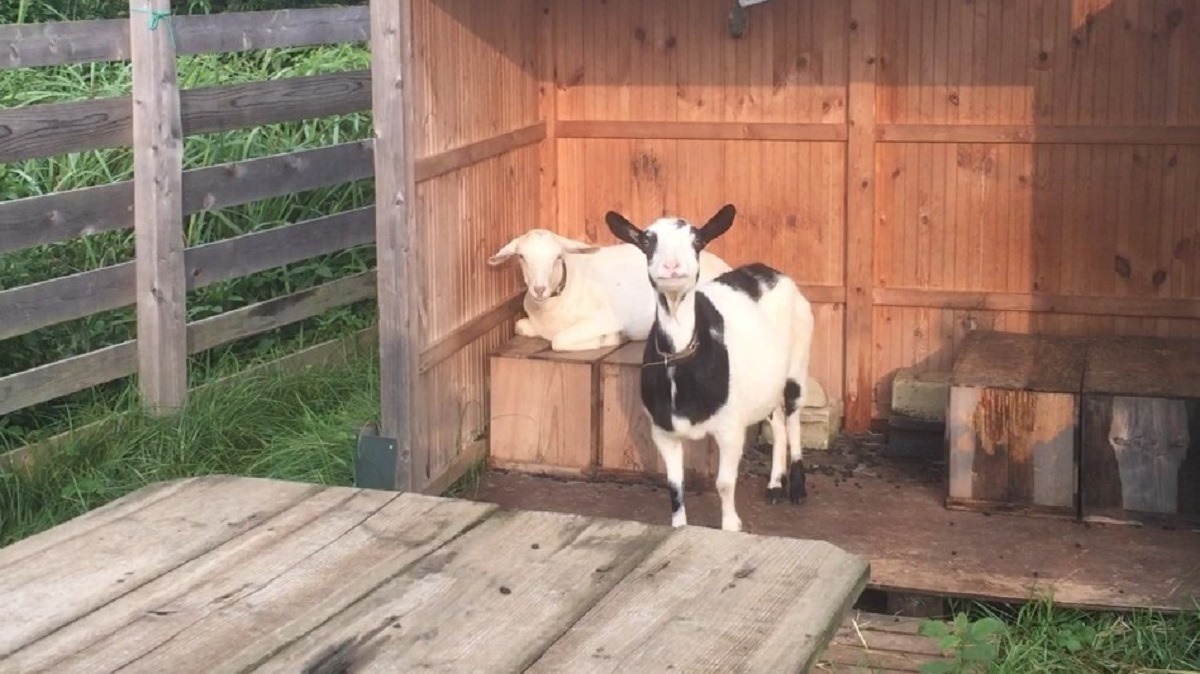 のんびりやぎ朝。