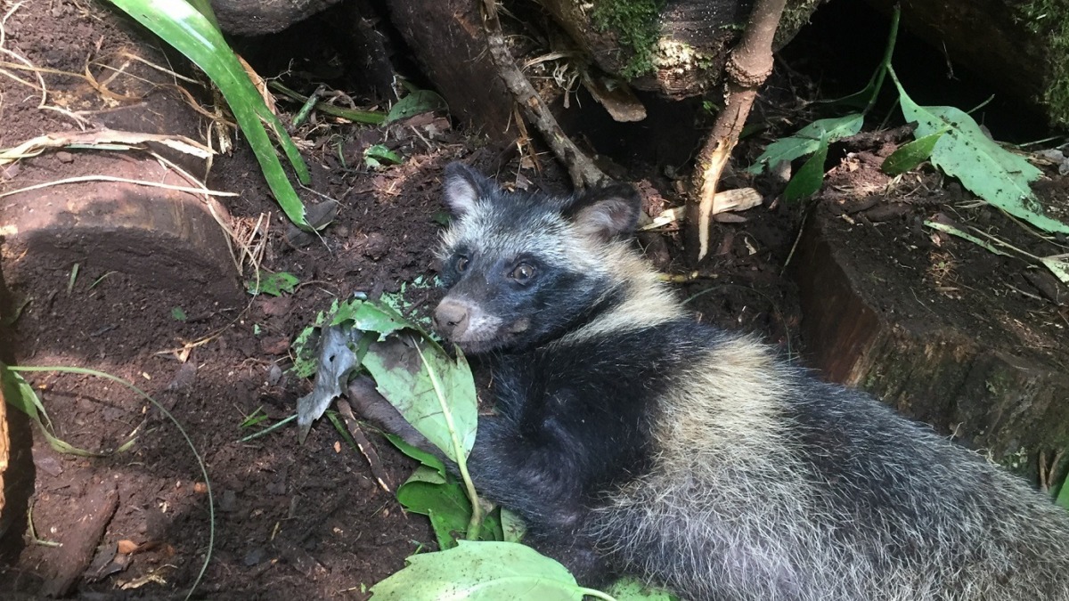 【錯誤捕獲】たぬきさん。