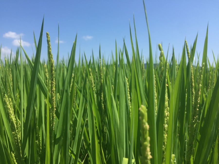 【データ】おこめ「キヌヒカリ」の収穫日予想