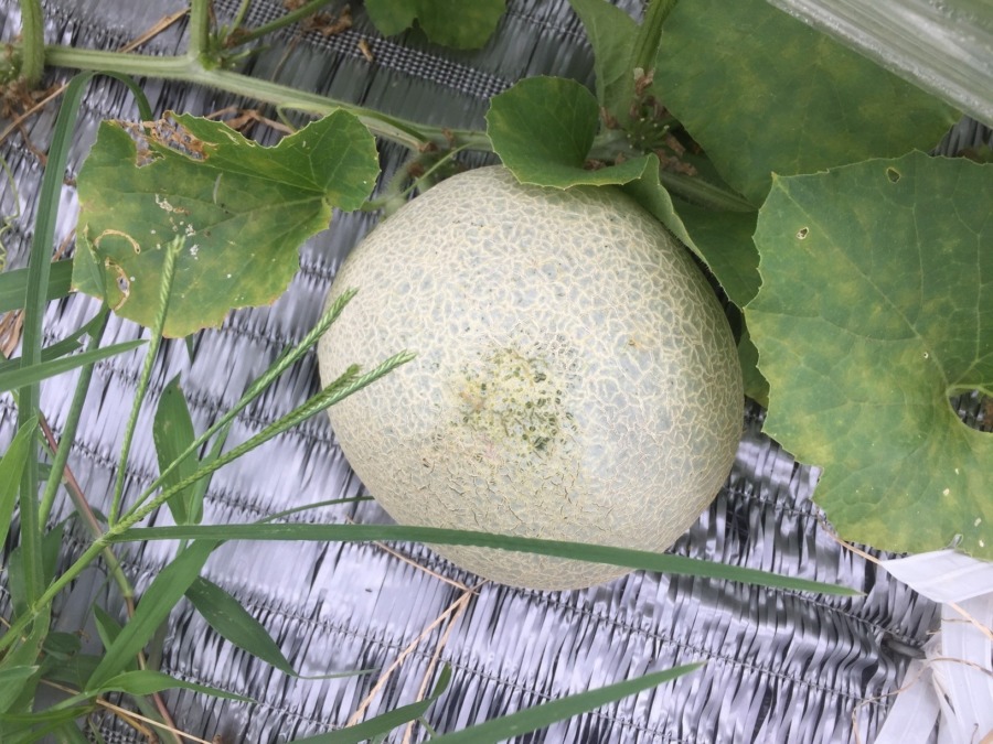 【フォト】めろんの様子。メチャ、いいですyo。