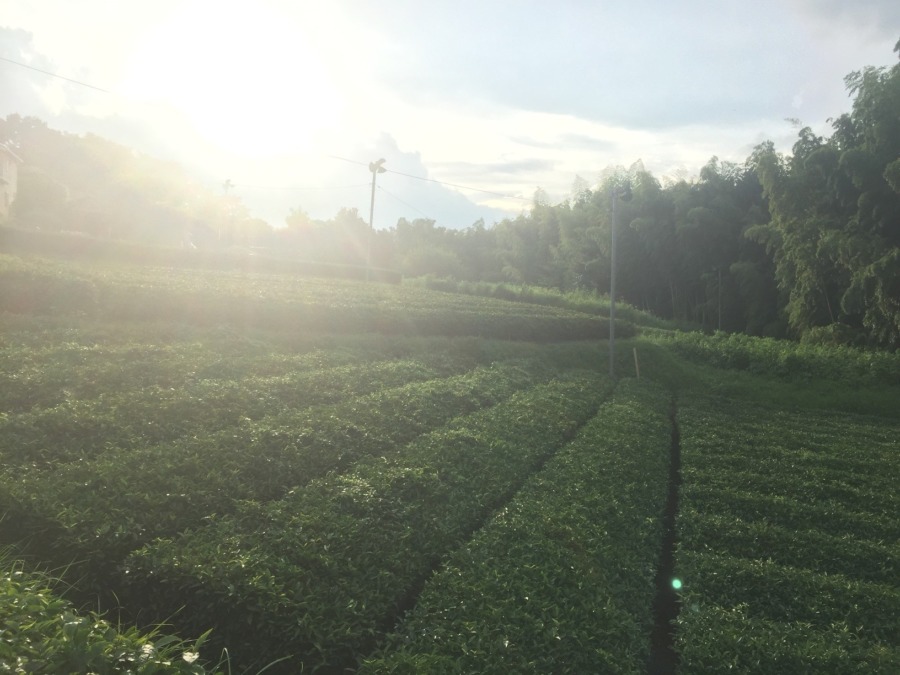 おちゃです。秋の施肥。