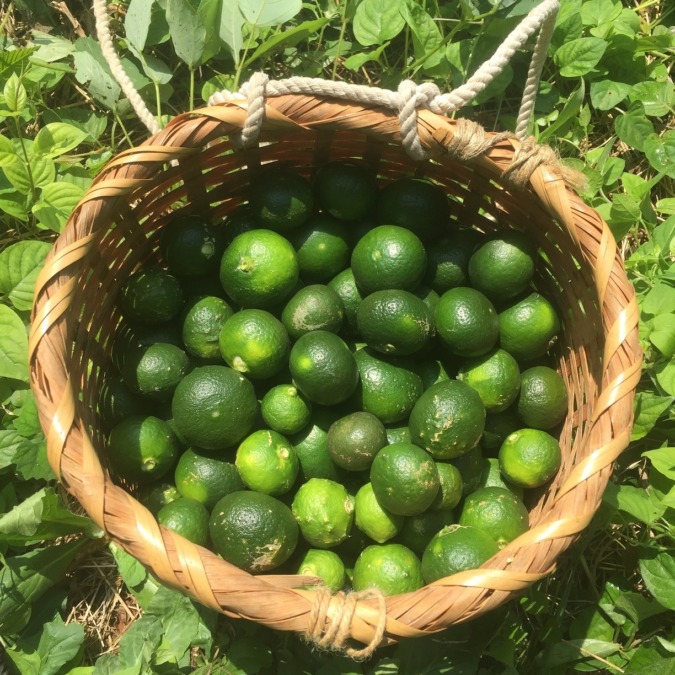 【はたけしごと】みかんの摘果。＠早川みかん畑