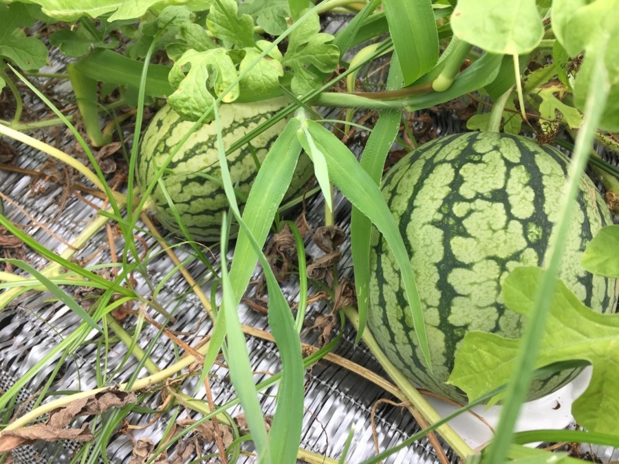 【フォト】すいかの様子。