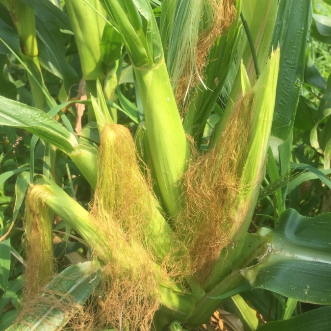 とうもろこしです。折れちゃったところからは、、、