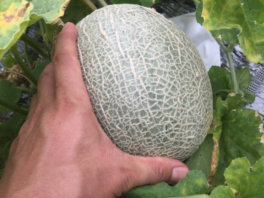 【フォト】めろんの様子。メチャ、いいですyo。