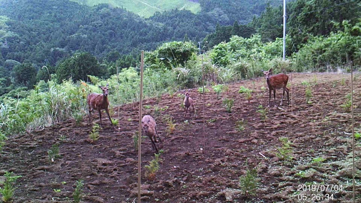 鹿です。今日は、運動会の動画を。