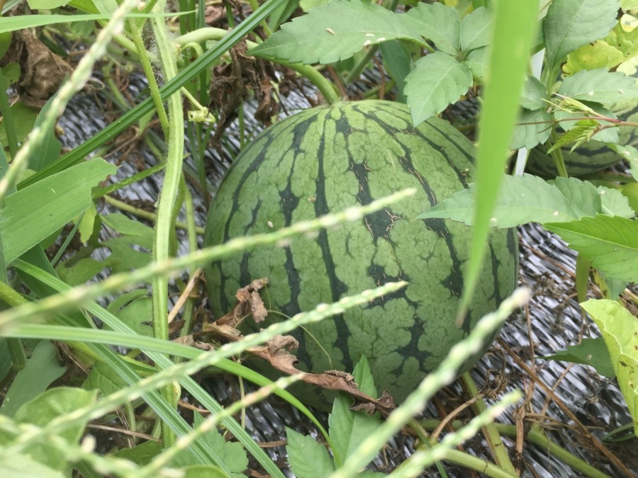 【フォト】すいかの様子。明日、配送予定。