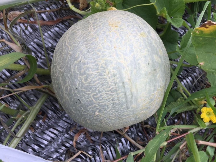 【フォト】メロンの様子。