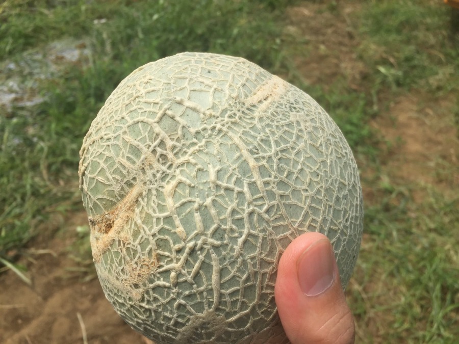 こんな形のものも、できましたyo。