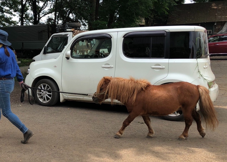 ポッケせんぱい