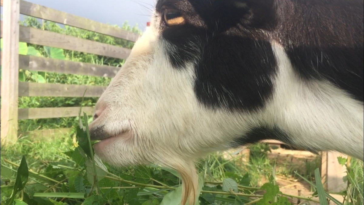 やぎ子です。朝ごはん。