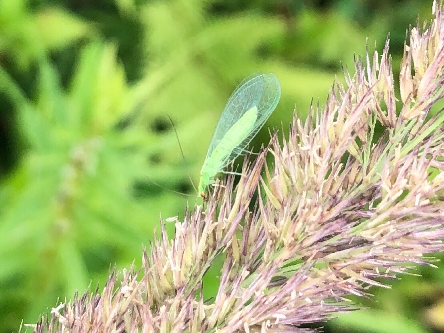 赤詰草　と　生きる③　 君ら誰の子　その2・承前