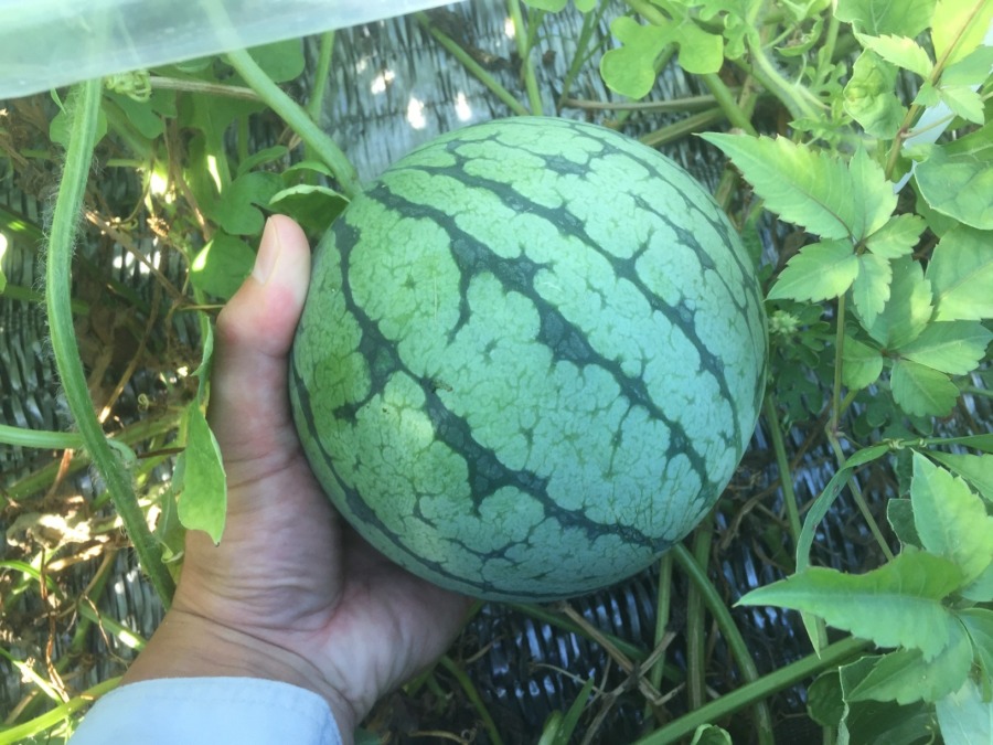 【フォト】すいか株の様子。