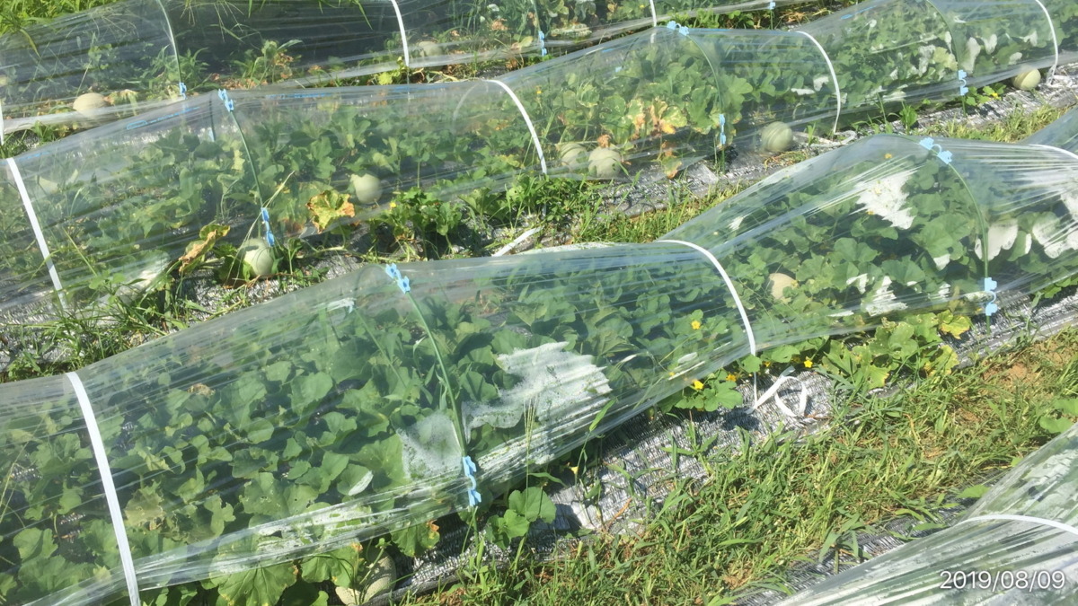 暑さはパワー。メロンごろごろしています。