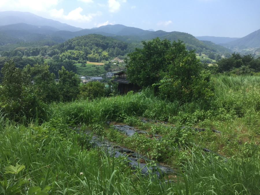 【ぎゃー・悲報】さつまいもの苗が植わっているはずが、、、
