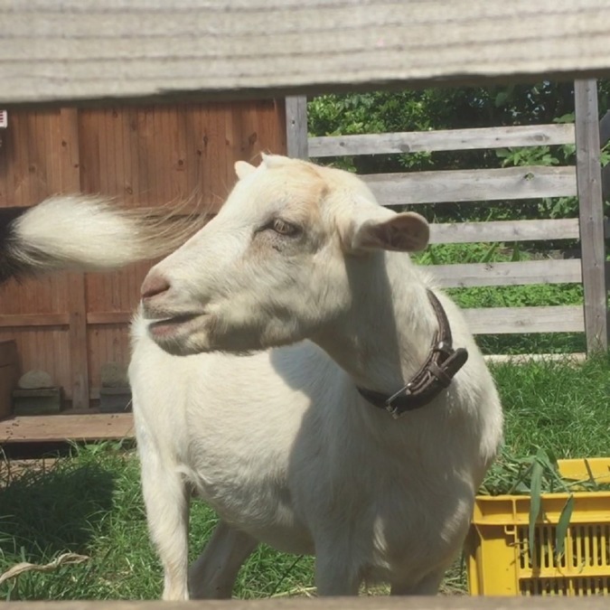 わたしは何を頬張っているでしょうか？