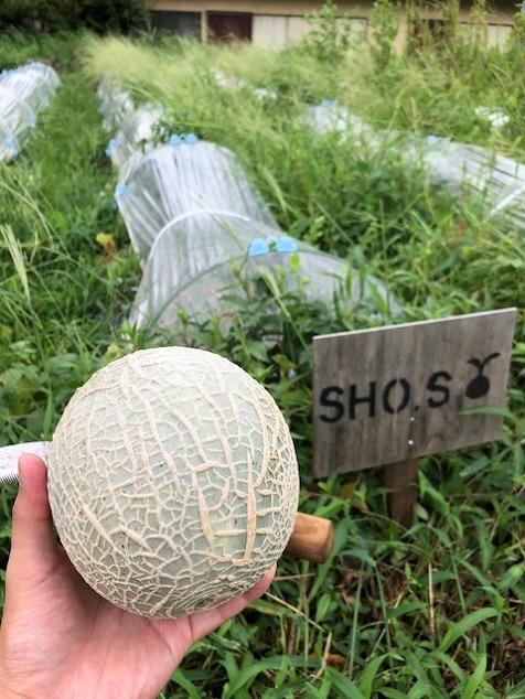 【感動】マイメロン初収穫！！