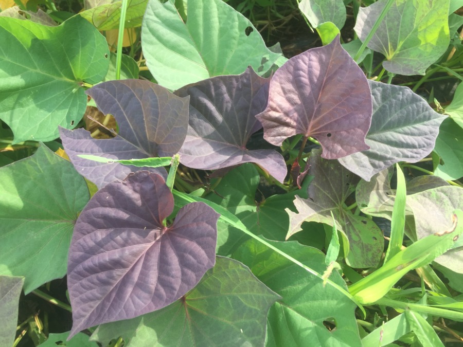 次は、私の番。