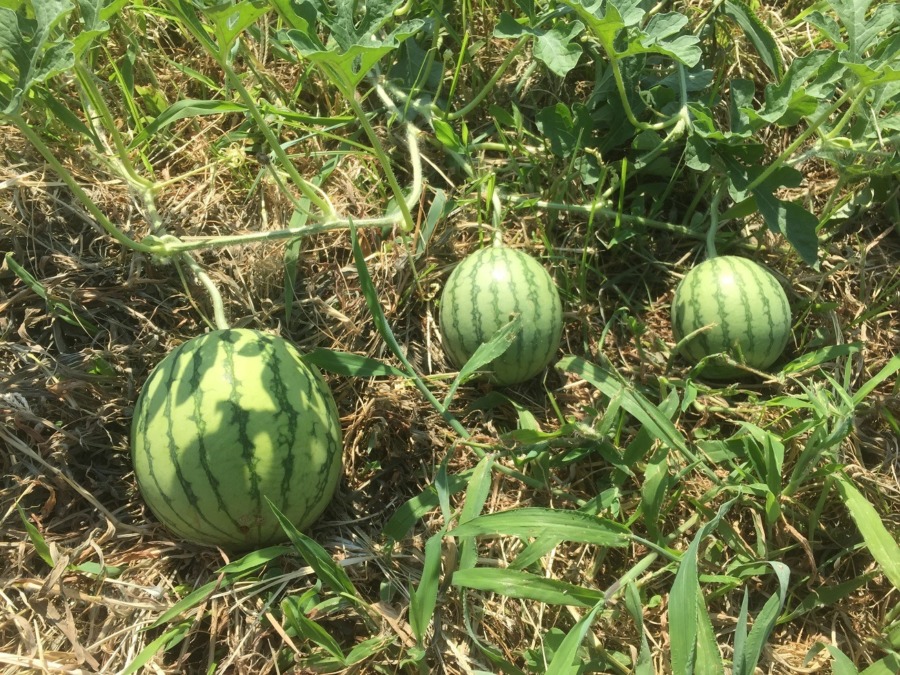 【フォト】スイカの様子。10日前のこの三兄弟が、、、