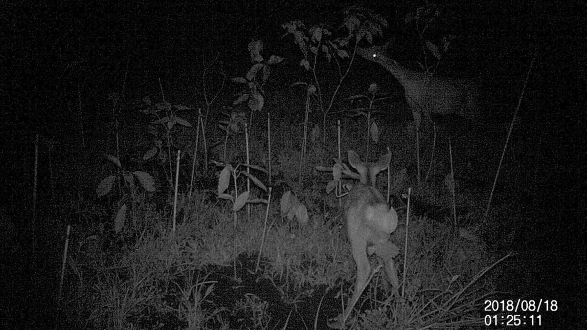 イノシカ物語、始まります。