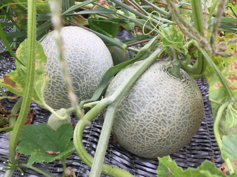 【フォト】メロンの様子。