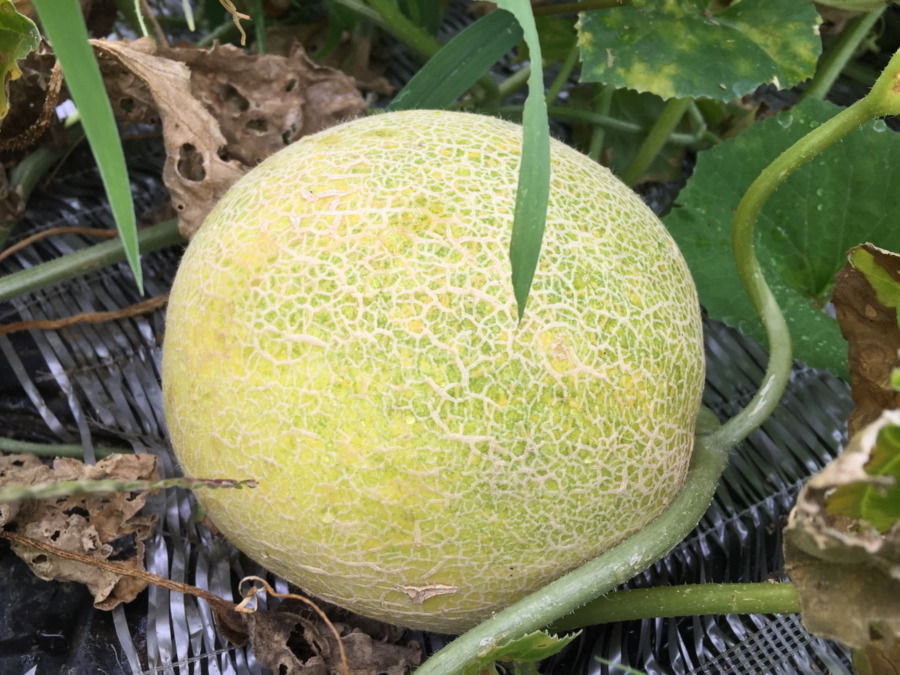 【祝：収穫期】黄色メロン🍈。