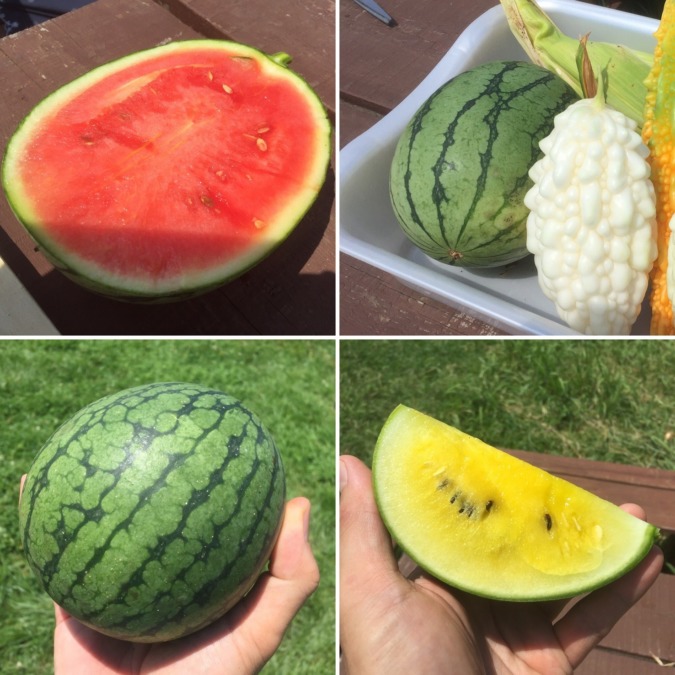 【データ】あしがら小玉すいかの収穫日予想