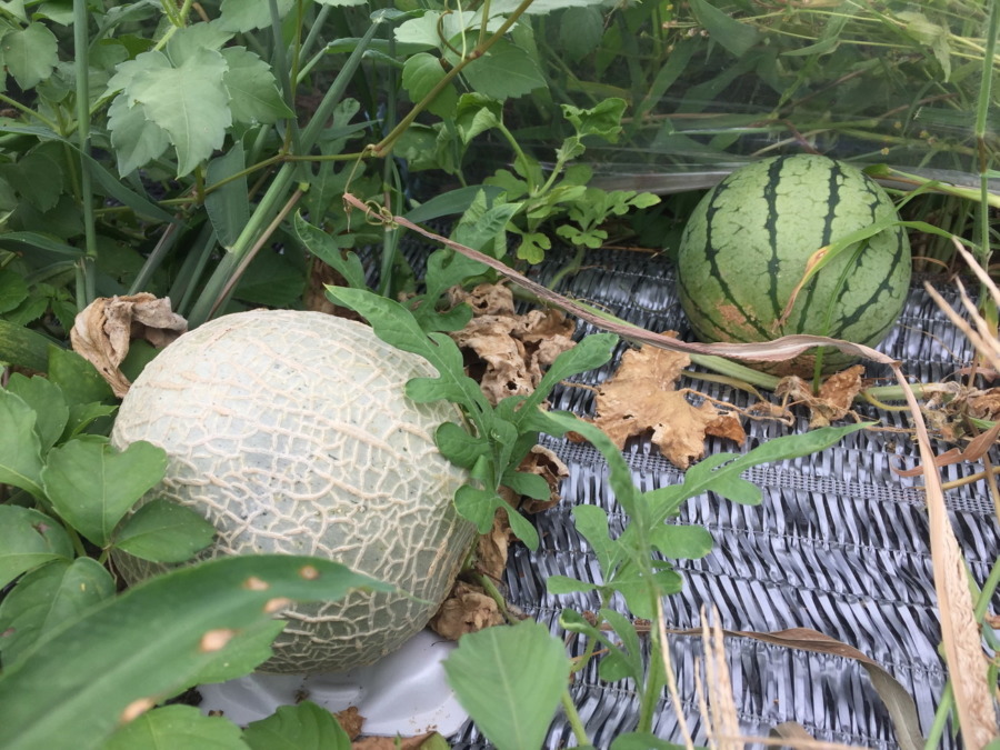 【祝：収穫期】🍈と🍉、あわせてどうぞ。