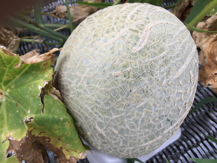 【祝】メロンです。収穫期ですyo。