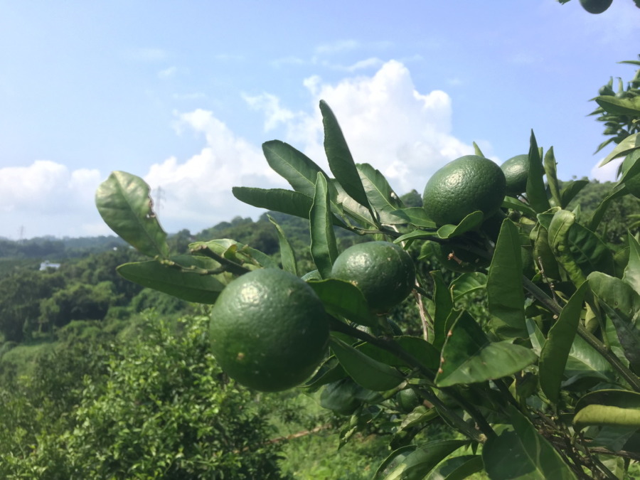 【SNOA】来週の摘果に向けて準備（除草）。