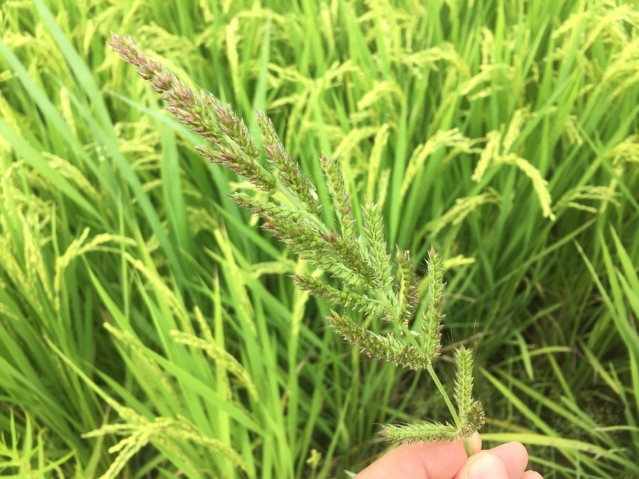 【水田雑草】タイヌビエ（田犬稗）。