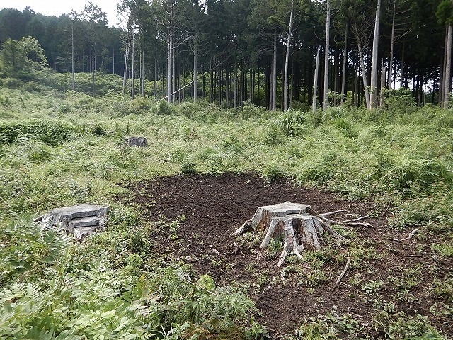 【森林調査へのお誘い】8月11日（日）｜シカ被害調査