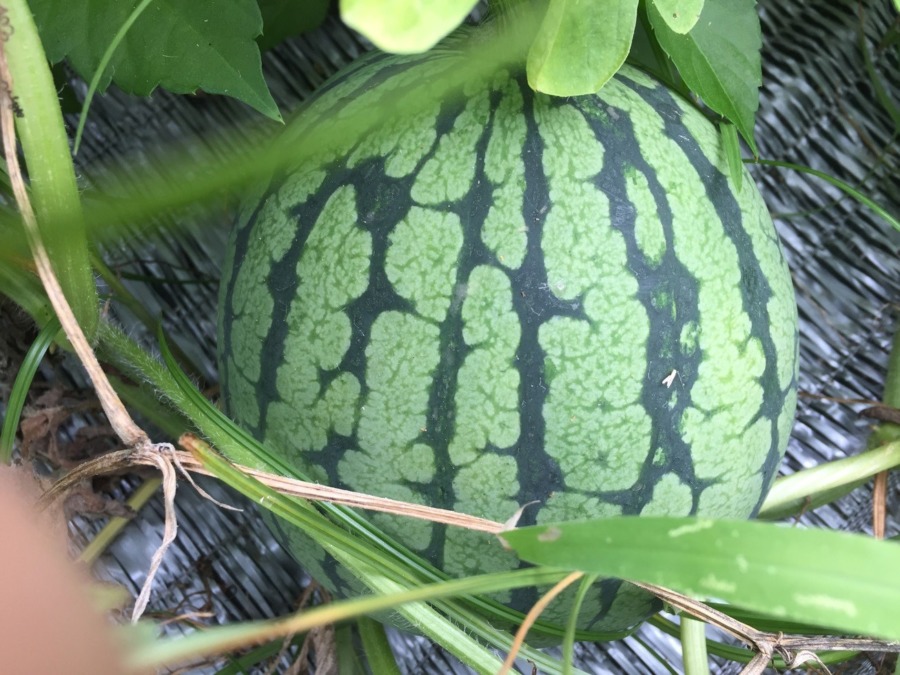 【フォト】すいかの様子。