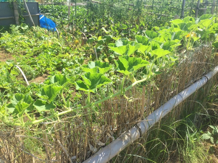 （お隣の）かぼちゃです。この器用さ、どう！？