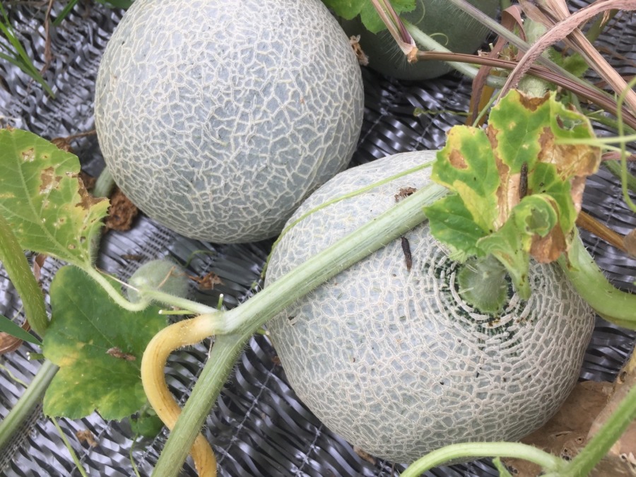 【フォト】めろんの様子。ゴロゴロ。