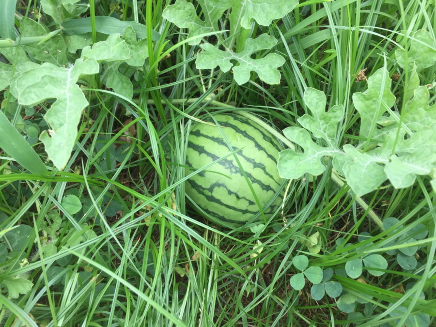 【フォト】スイカの様子。