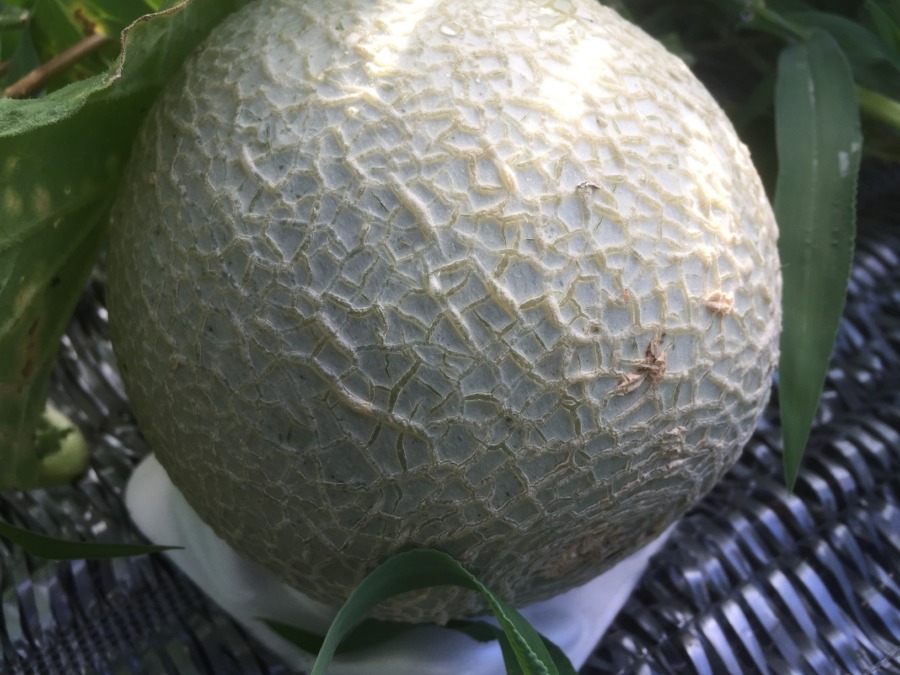 【フォト】メロンの様子。なんか、綺麗。