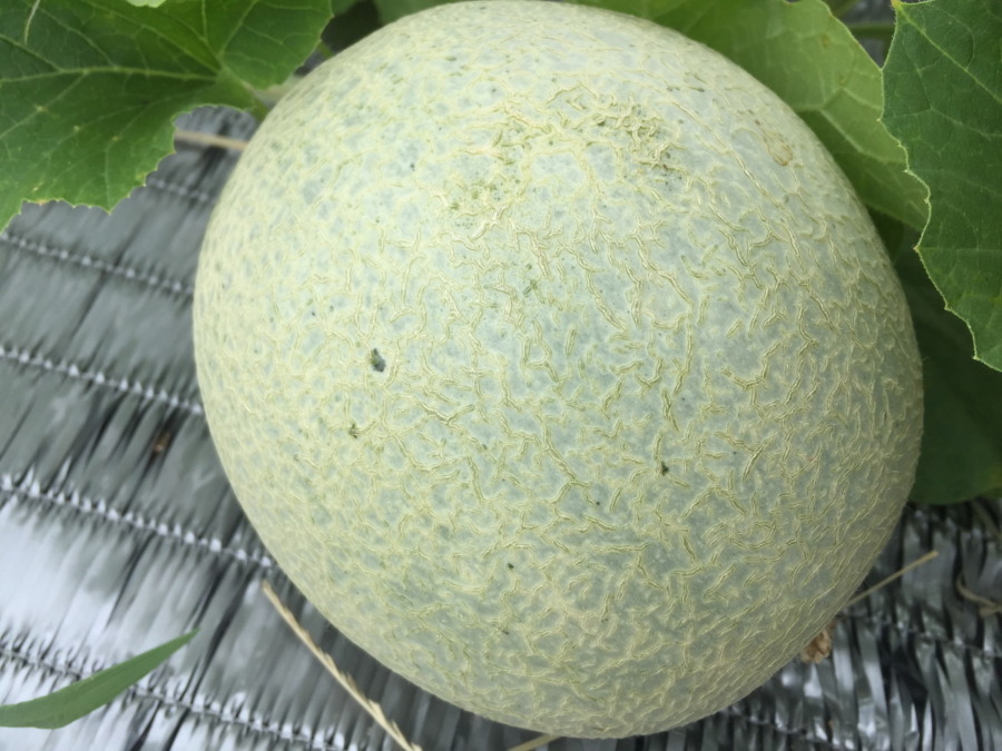 【フォト】めろんの様子。