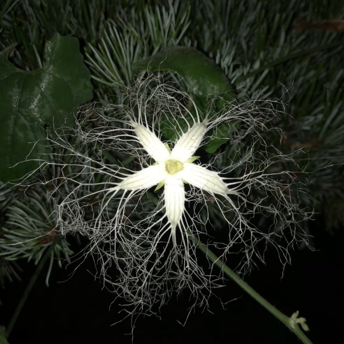 【選択肢を募集中！】これ、なんの花？