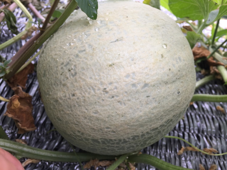 【フォト】めろんの様子。